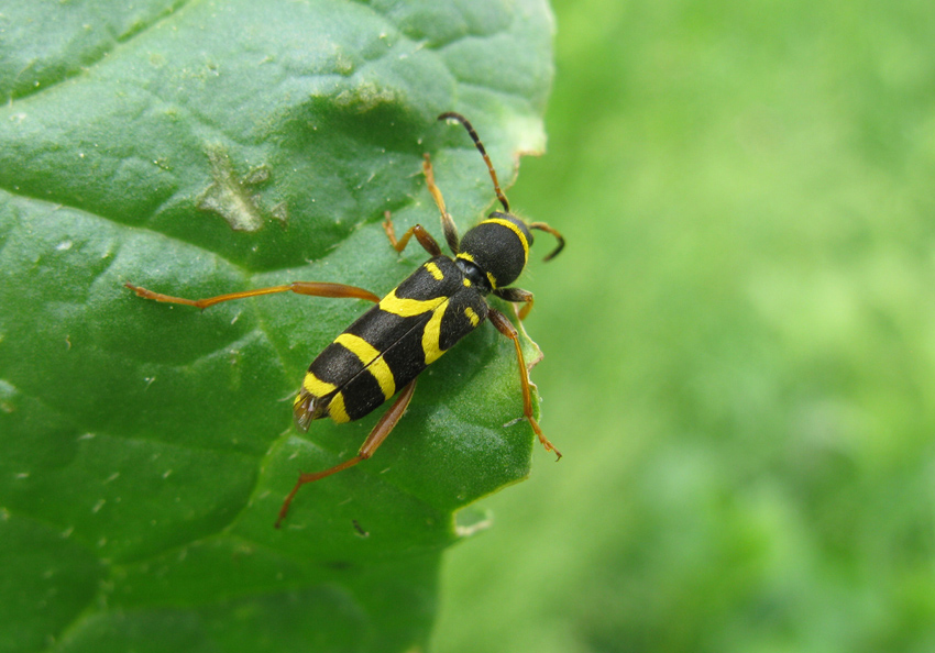 Coleottero da identificare:  Clytus arietis (Cerambycidae)